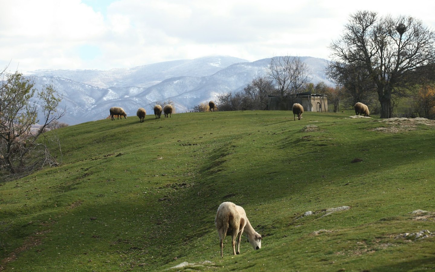 ovejas pastando en ladera de montaña, sistema de pastoreo extensivo