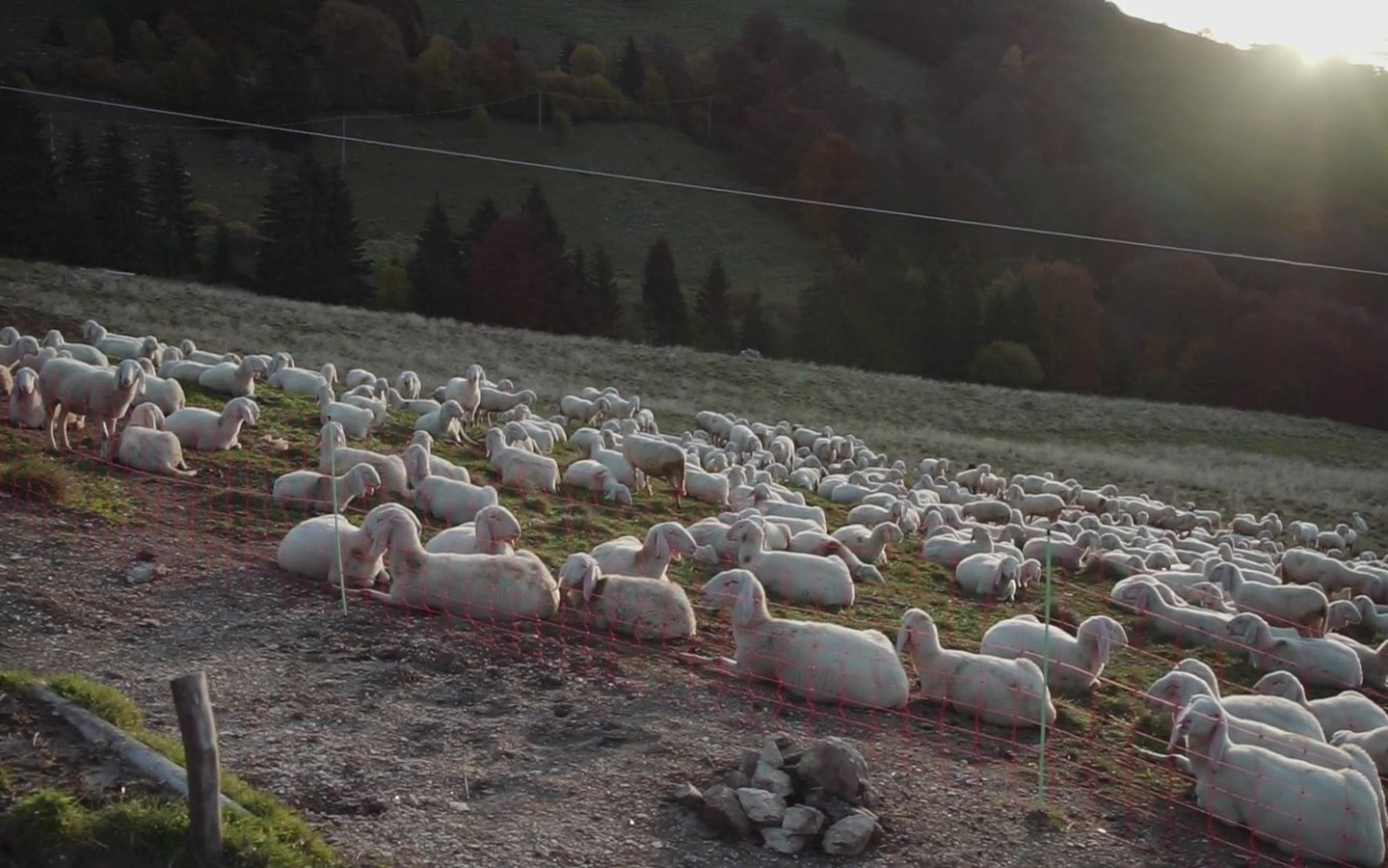 rebaño de ovejas descansando en el campo al atardecer