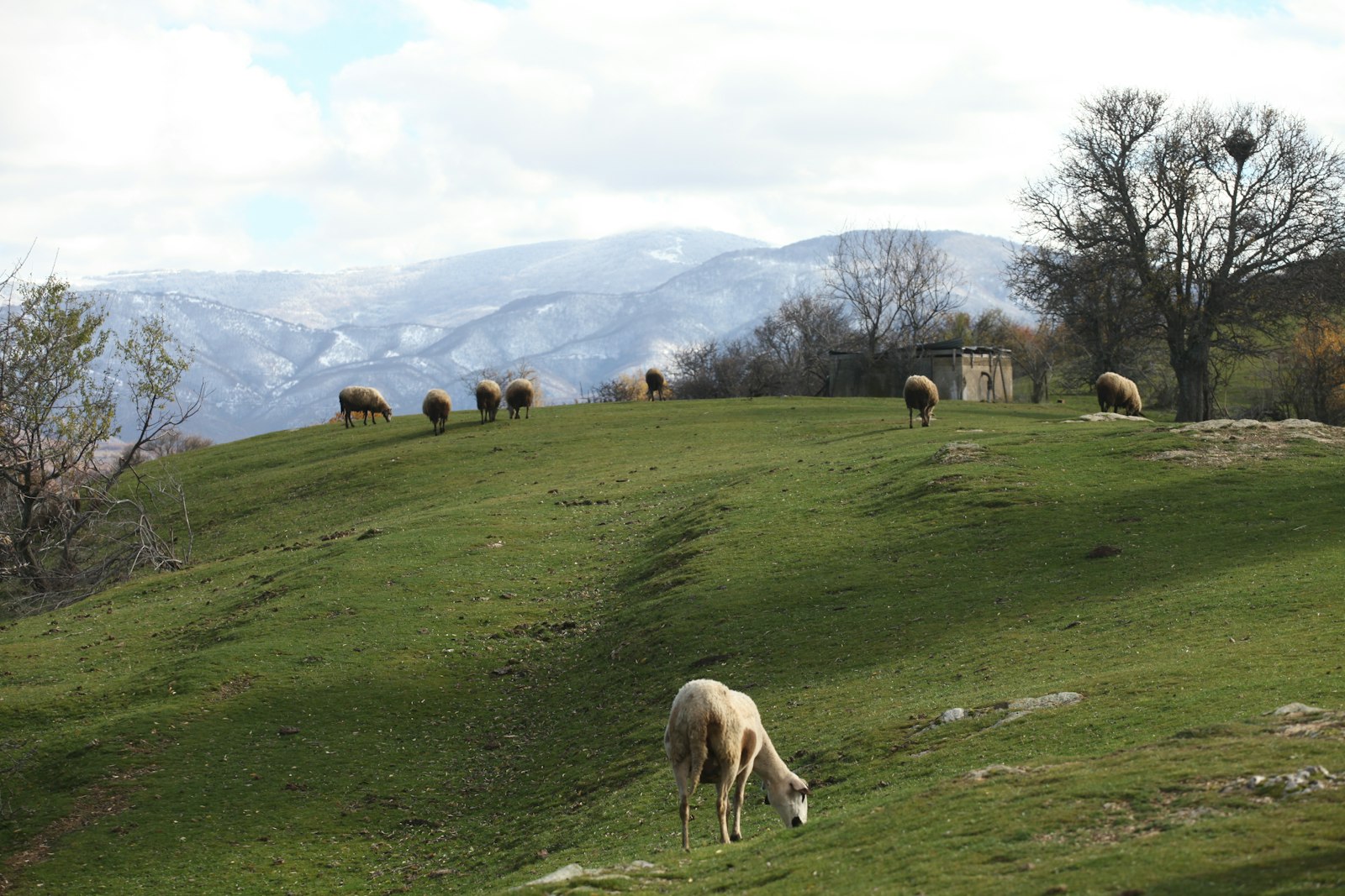 Ovejas pastando en dehesa española