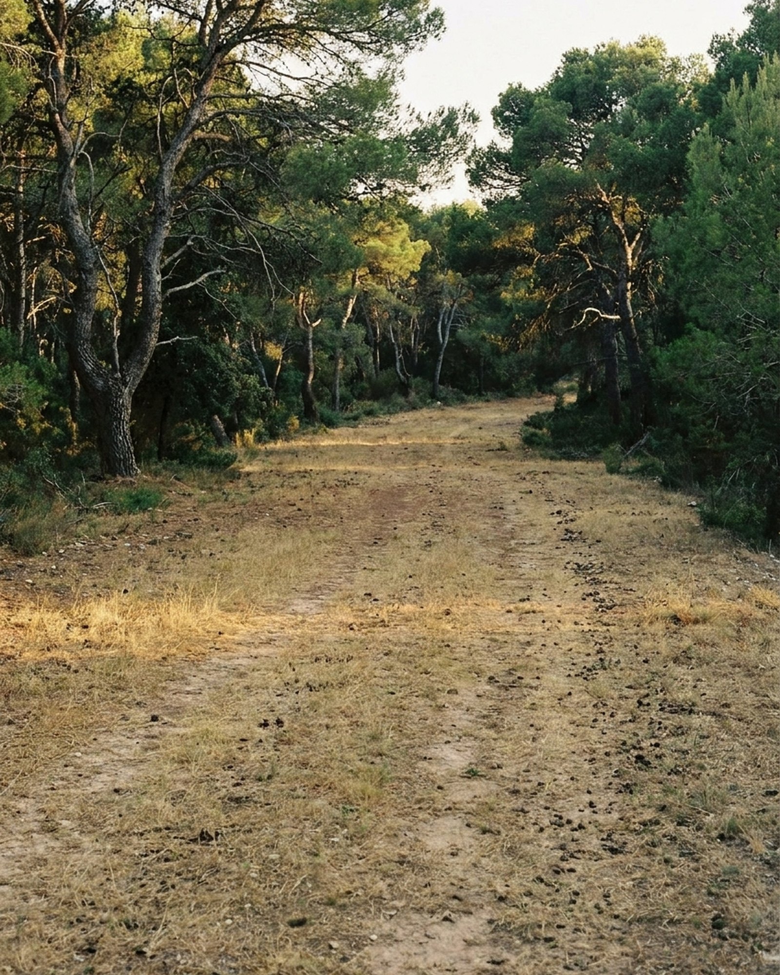 Franja de pasto gestionada dentro de un pinar mediterráneo, un área pasto-cortafuegos