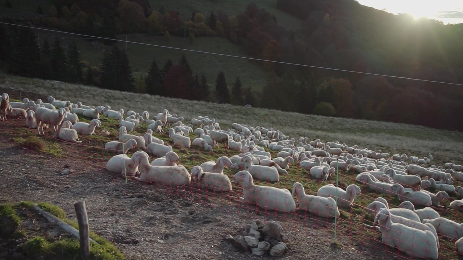 Rebaño de ovejas pastando en el campo al atardecer