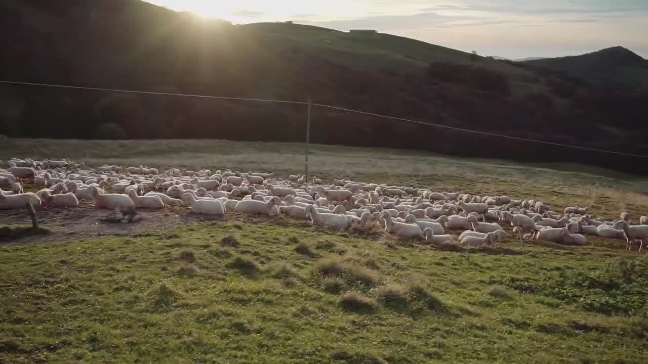 Rebaño de ovejas pastando en una dehesa española al atardecer